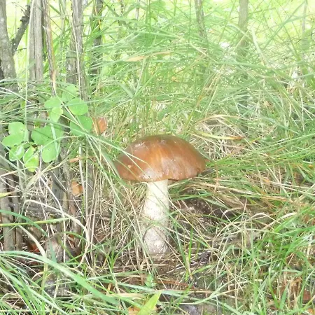 U Kukacku